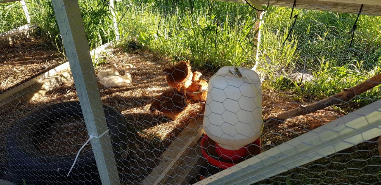 Herdade Do Rio Torto Portel Zewnętrze zdjęcie